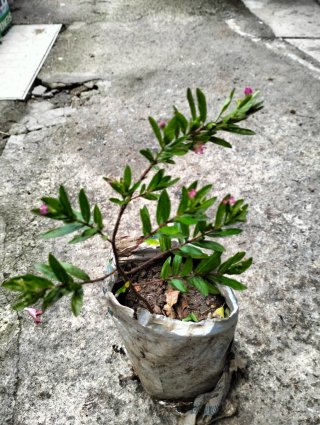 Última Planta de Trueno de Venus