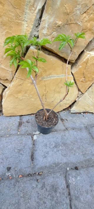 Parthenocissus Quinquefolia Planta