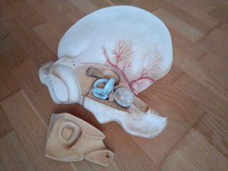 MAQUETA ANATOMÍA OÍDO HUMANO