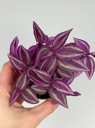 Tradescantia Pink Paradise