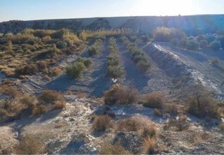 Terreno con olivos en plena produccion