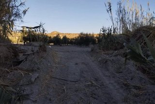 Terreno con olivos en plena produccion