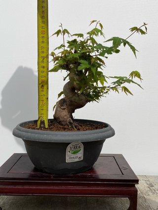 Bonsai Arce Palmatum