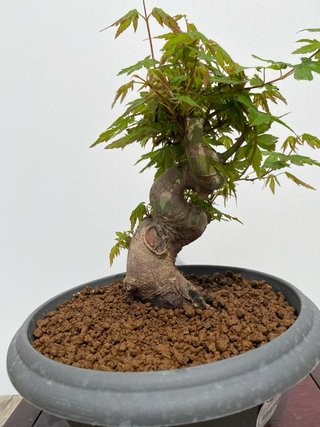 Bonsai Arce Palmatum
