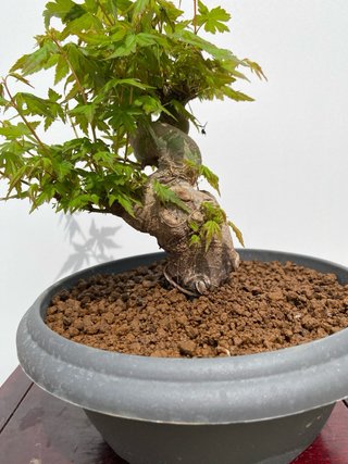 Bonsai Arce Palmatum
