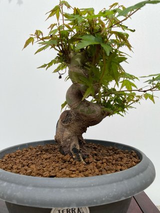 Bonsai Arce Palmatum