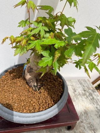 Bonsai Arce Palmatum