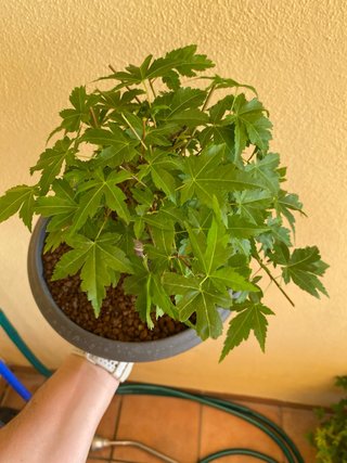Bonsai Arce Palmatum