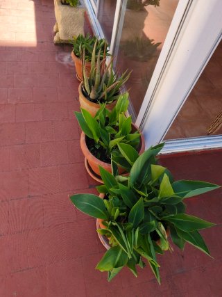 Plantas de interior y exterior