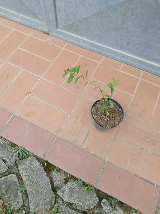 Spirea Japonica Shirobana h 30-35 cm