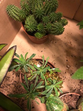 Piante grasse miste in vaso
