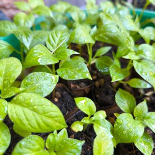 Planta Rocoto de Perú