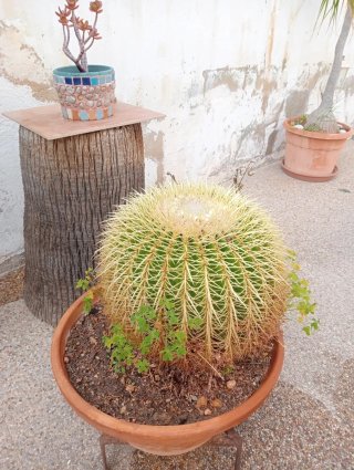 Cactus Asiento de Suegra grandes