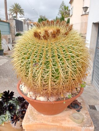 Cactus Asiento de Suegra grandes