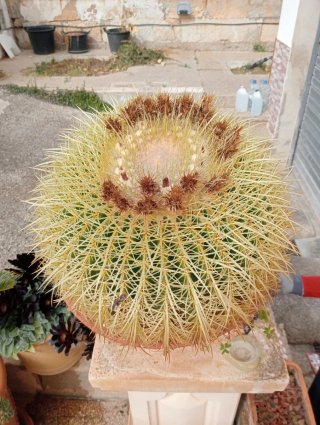 Cactus Asiento de Suegra grandes