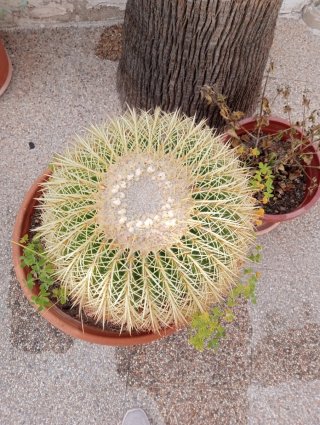Cactus Asiento de Suegra grandes