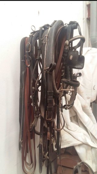 Carro de caballos jardinera con aparejada