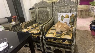 Conjunto completo de salón oriental egipcio