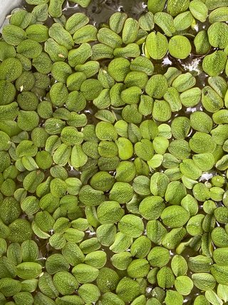 Salvinia mínima - Planta flotante acuario
