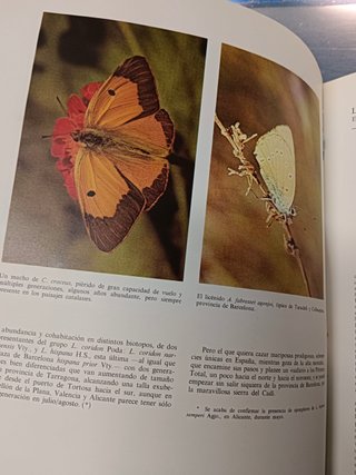 Mariposas de la península ibérica I, II, Miguel P. Gómez Bustillo + PEQUEÑO LIBRO DE MARIPOSAS