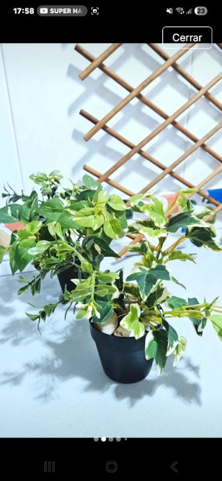 Lote 2 piante artificiali per la decorazione.