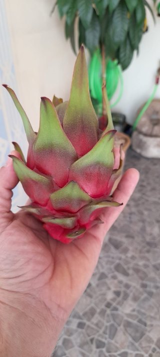 Esquejes de Pitaya