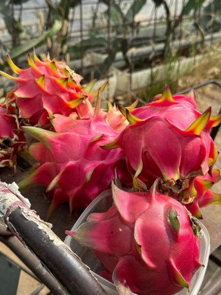 Esquejes de Pitaya