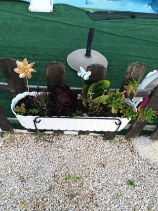 Plantas Suculentas Variadas soporte negro no