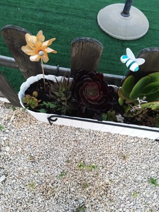 Plantas Suculentas Variadas soporte negro no