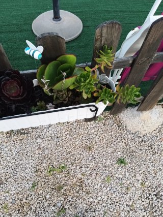 Plantas Suculentas Variadas soporte negro no