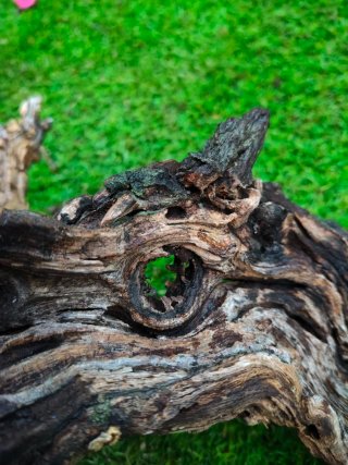 Tronco decorativo natural para terrario/acuario