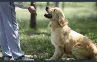 Educador canino