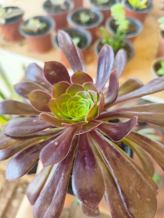 Suculenta Aeonium Rosa Negra