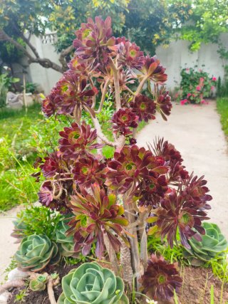 Suculenta Aeonium Rosa Negra