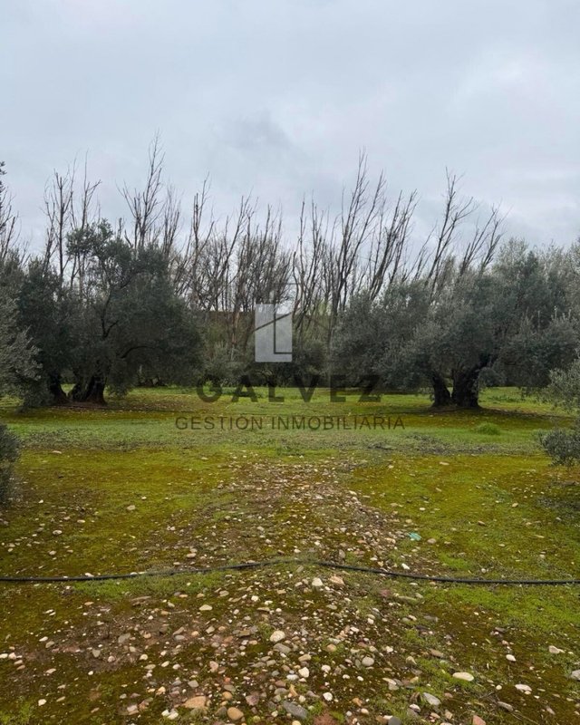 397 Olivos de Regadío en Linares