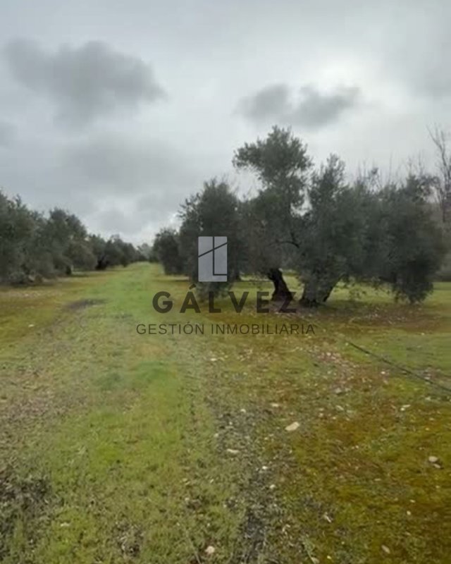 397 Olivos de Regadío en Linares