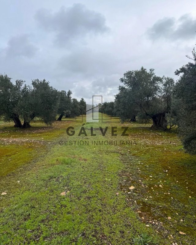 397 Olivos de Regadío en Linares