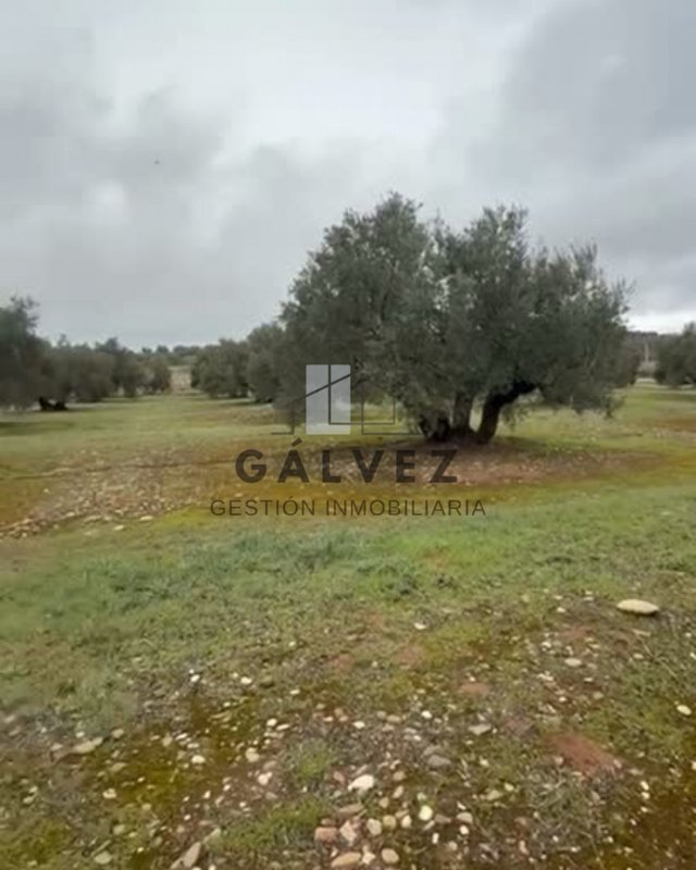 397 Olivos de Regadío en Linares
