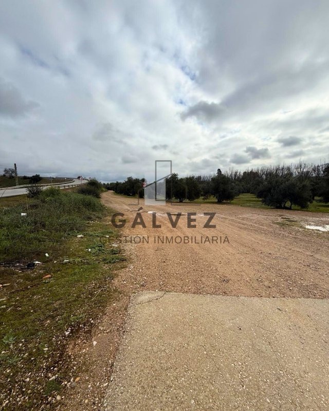 397 Olivos de Regadío en Linares