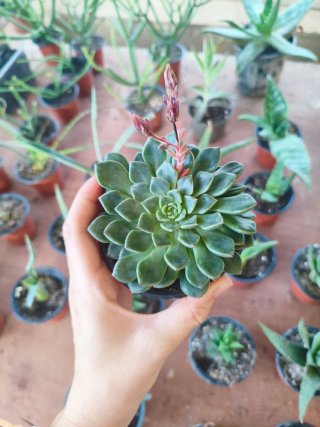 Suculenta Echeveria elegans