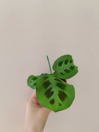 Trío de plantas