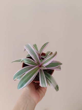 Trío de plantas