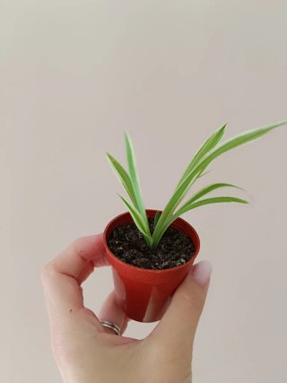 Trío de plantas