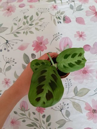 Trío de plantas