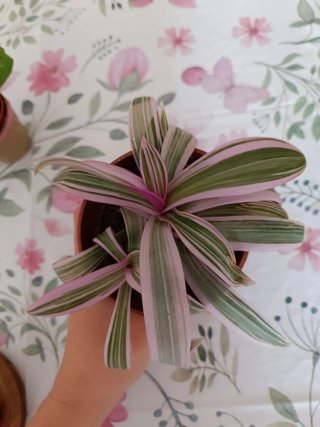 Trío de plantas