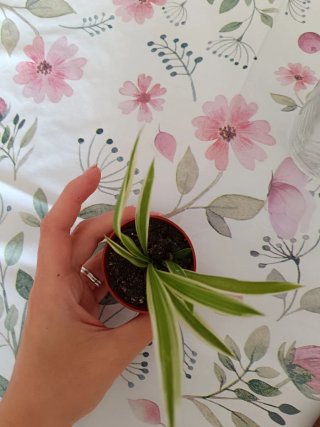 Trío de plantas