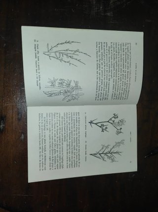 Plantes de les Balears