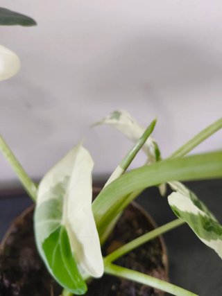 Alocasia Frydek Variegata
