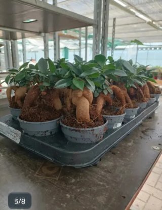 Ficus Ginseng Bonsai 20cm