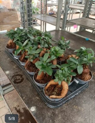 Ficus Ginseng Bonsai 20cm